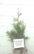 Click for larger As Sold image: Green Rocket Hybrid Cedar (Limited Availability) - 14-26 in., dormant bareroot.