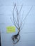 Click for larger As Sold image: Skyrise Hybrid Salix - 2-3 ft., screen style, dormant bareroot.