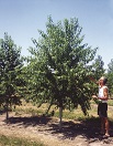 Historically, the best black cherry originates in Pennsylvania and New York. Our trees are from these areas. Our trees are the result of selecting trees that show superior form and growth rate and are less likely to possess gum defects. Scion wood (bud wood) from these genetically superior trees is grafted onto black cherry root stock and then planted in research plots. Superior cultivars are then selected; the grafted trees are genetically identical clones of the parent superior cultivars.