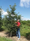 We are continuing research on superior White Oak grafted trees. The parent trees show superior form and speed of growth. We have a limited supply available at this time. We are grafting these onto Bur Oak rootstock, which grows in a wider range of soils than standard White Oak. They can be planted on heavy clay soils and in moist areas. Annual growth rates up to 0.8 caliper inch average have been experienced in some early plantings.