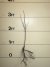 Click for larger “As Sold” image: Black Cherry Jumbo Superior Seedlings - 28-36 in., dormant bareroot.
