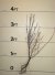 Click for larger “As Sold” image: Rosemary Salix - 2-3 ft., dormant bareroot.